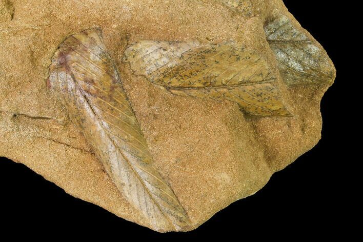 Cretaceous Fossil Leaves (Daphnophyllum?) - Kansas #143483